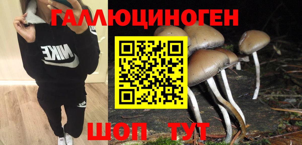 Псилоцибиновые грибы Psilocybine cubensis Артёмовский